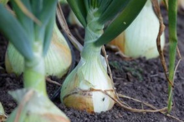 Kraken onion link